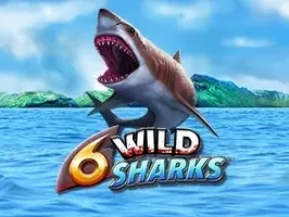 6 Wild Sharks